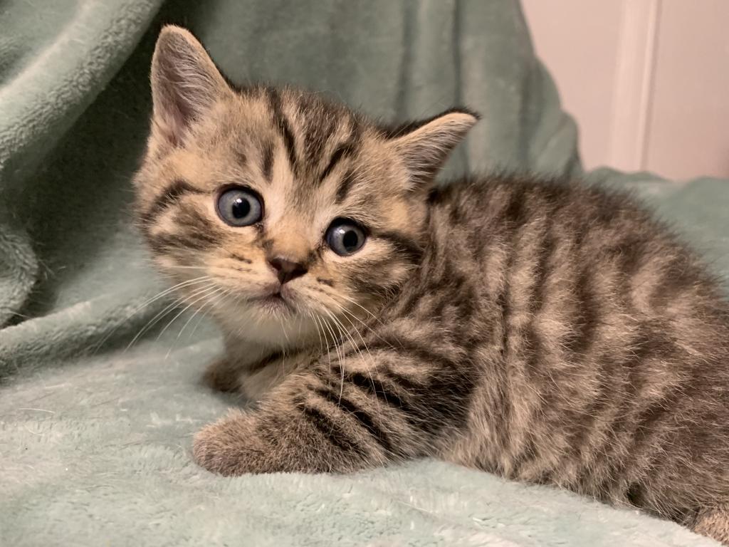Lavonne Lucielle Scottish Folds photo 15