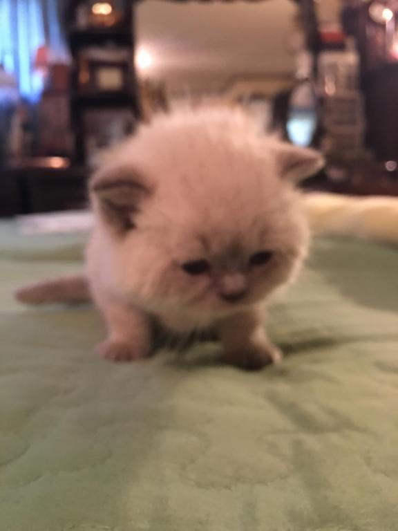 Lavonne Lucielle Scottish Folds photo 5