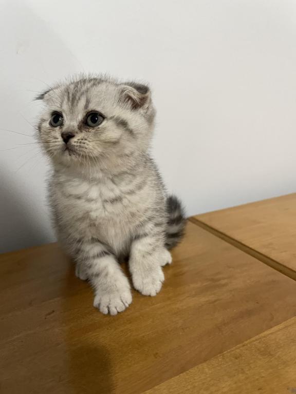 Lavonne Lucielle Scottish Folds photo 14