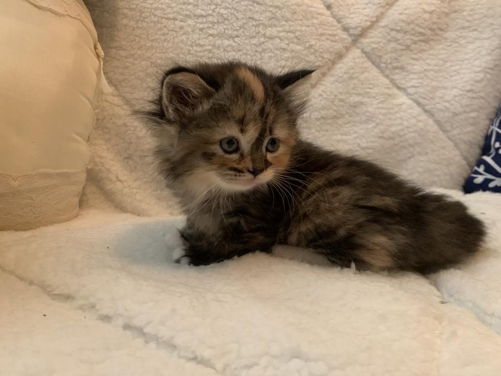 Lavonne Lucielle Scottish Folds photo 16