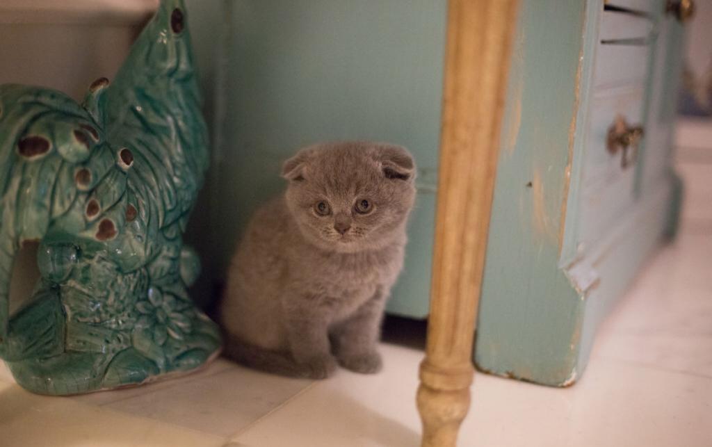 Lavonne Lucielle Scottish Folds photo 7