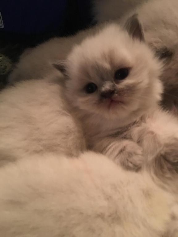 Lavonne Lucielle Scottish Folds photo 10