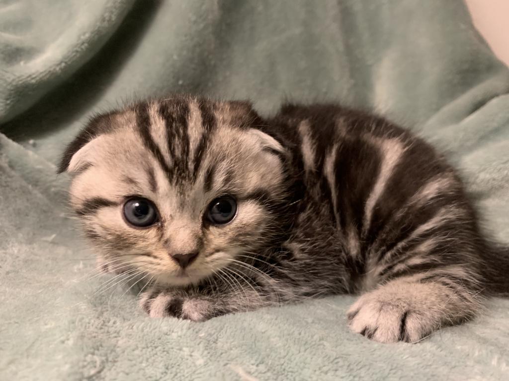 Lavonne Lucielle Scottish Folds photo 13