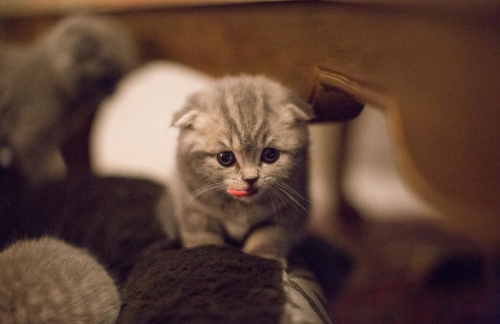 Lavonne Lucielle Scottish Folds photo 9