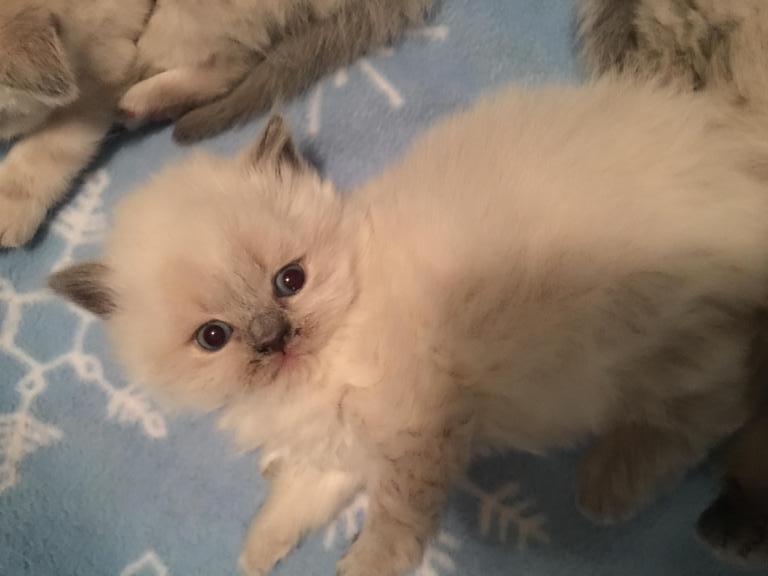 Lavonne Lucielle Scottish Folds photo 6