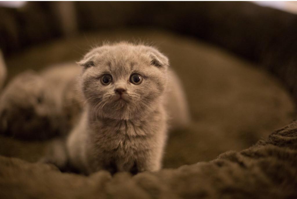 Lavonne Lucielle Scottish Folds photo 12