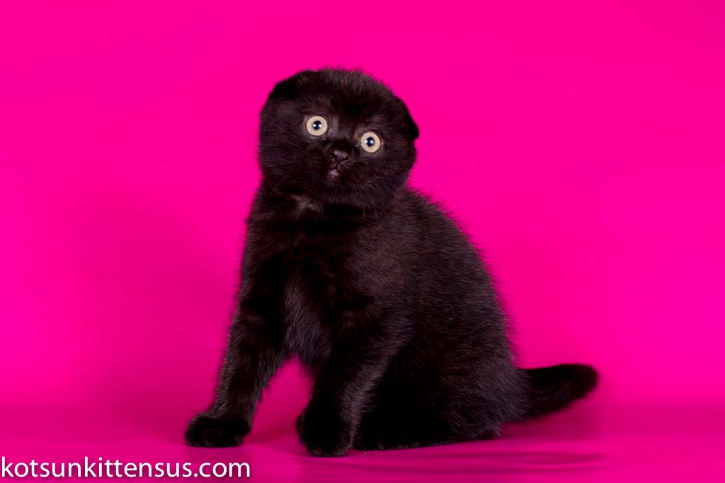 Pure Black Baby Girl Scottish Fold photo 1
