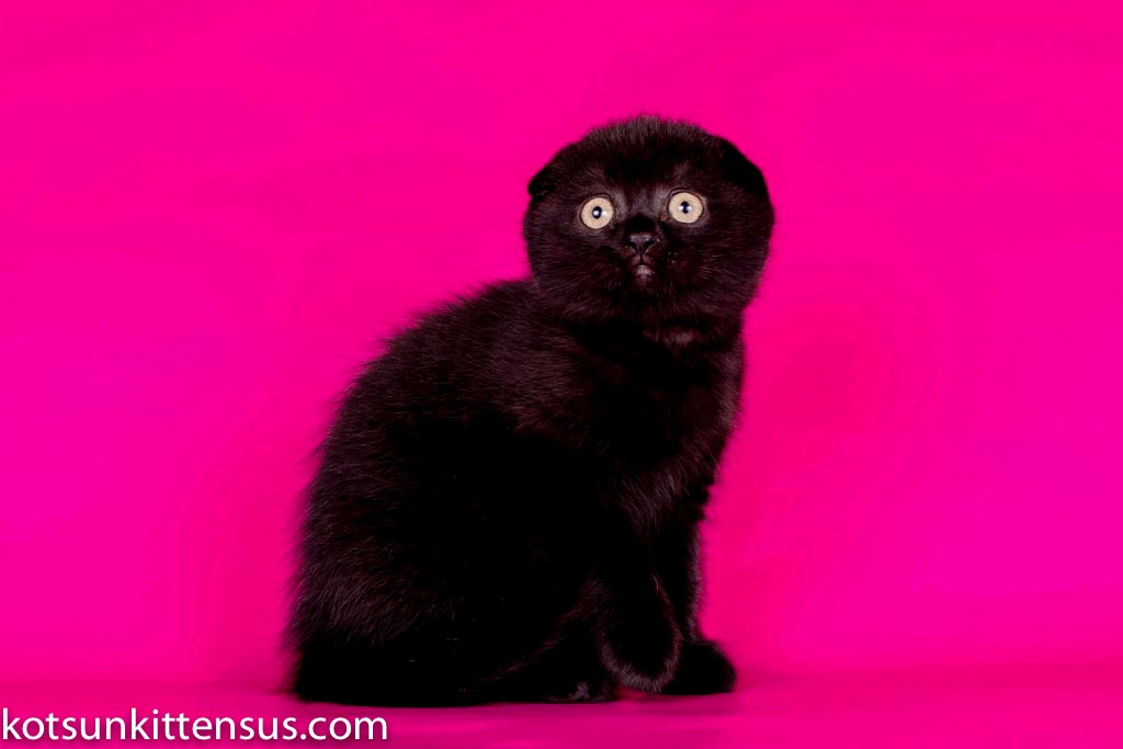 Pure Black Baby Girl Scottish Fold photo 4