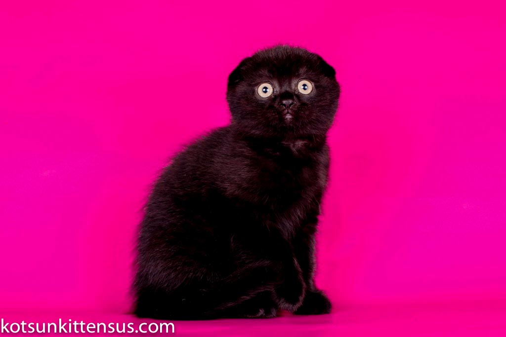 Pure Black Baby Girl Scottish Fold photo 5