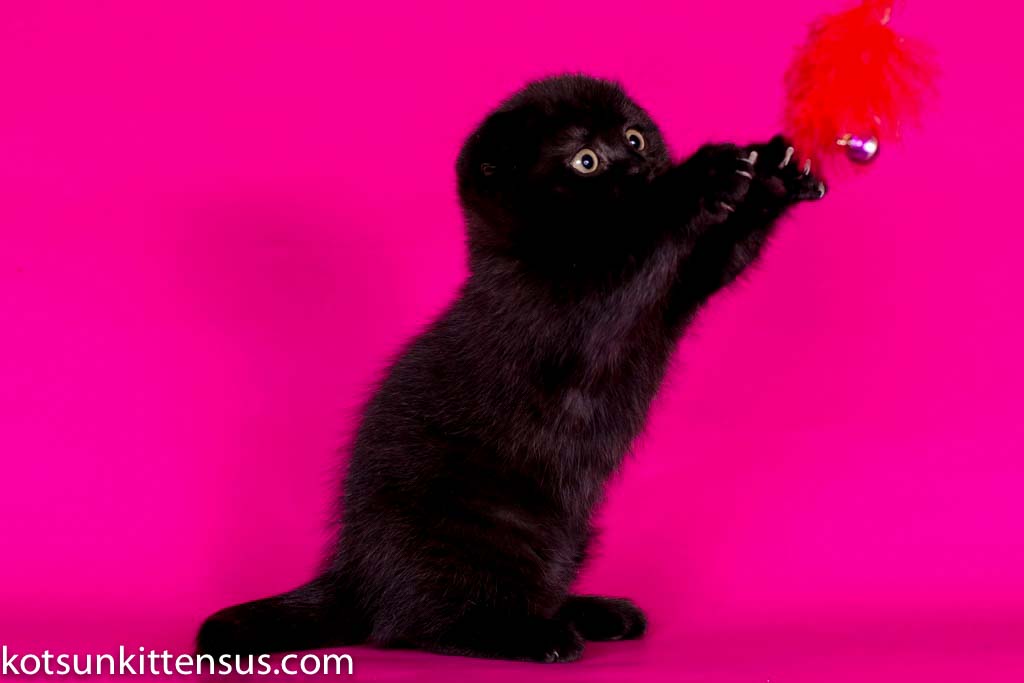 Pure Black Baby Girl Scottish Fold photo 3