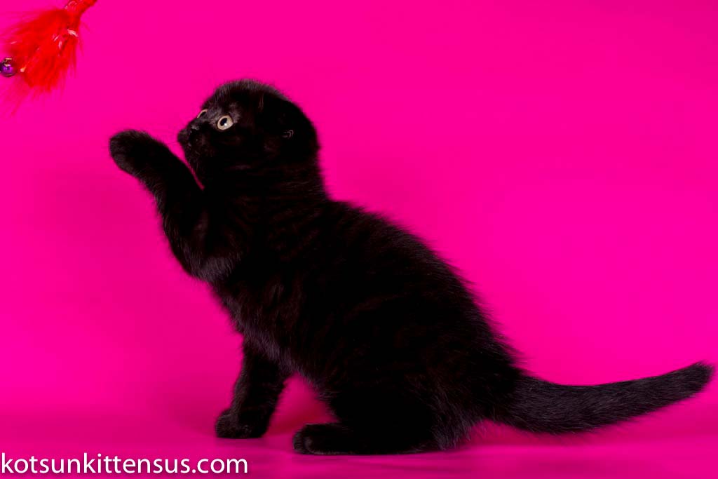Pure Black Baby Girl Scottish Fold photo 7