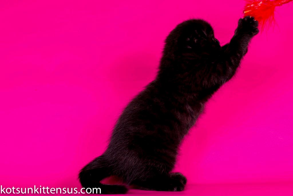 Pure Black Baby Girl Scottish Fold photo 6