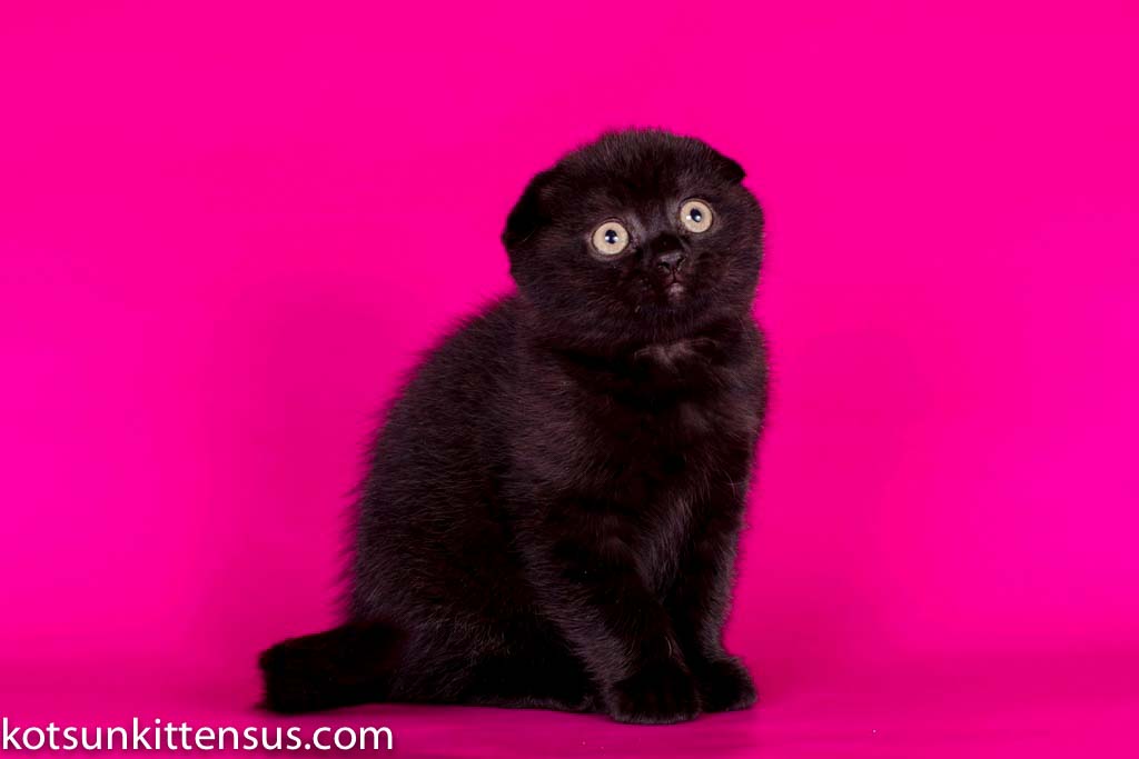 Pure Black Baby Girl Scottish Fold photo 8
