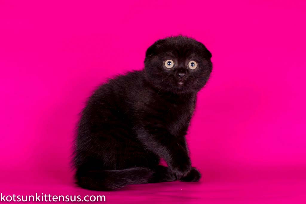 Pure Black Baby Girl Scottish Fold photo 2