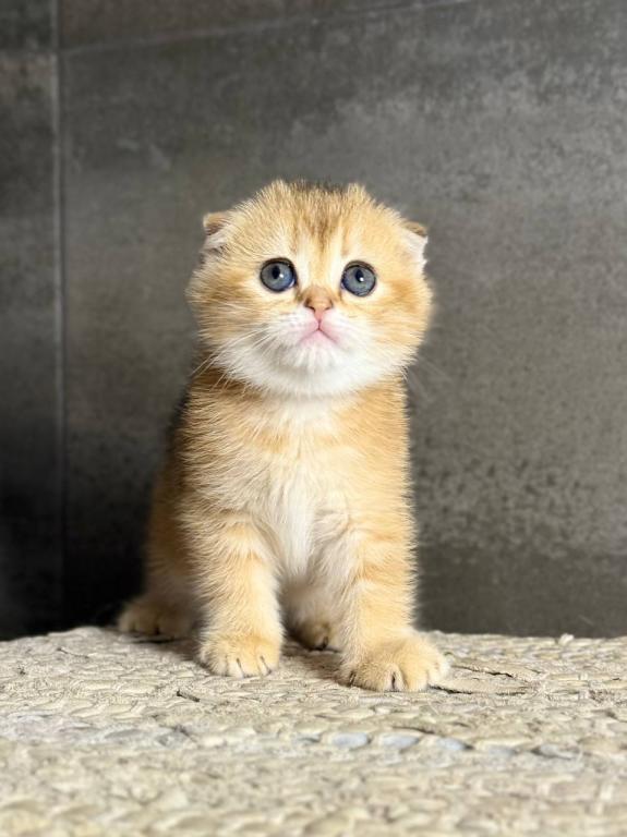 Viola Scottish Fold photo 2