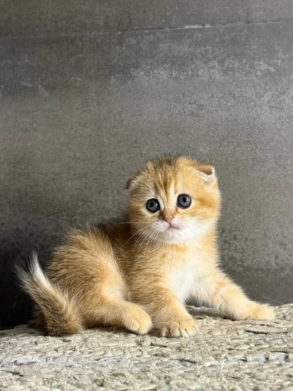 Viola Scottish Fold photo 3