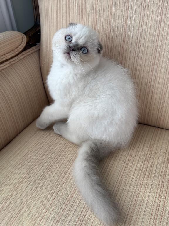 Scottish Fold Color Point Male photo 2