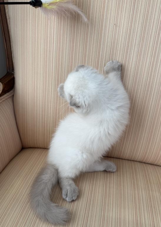 Scottish Fold Color Point Male photo 3