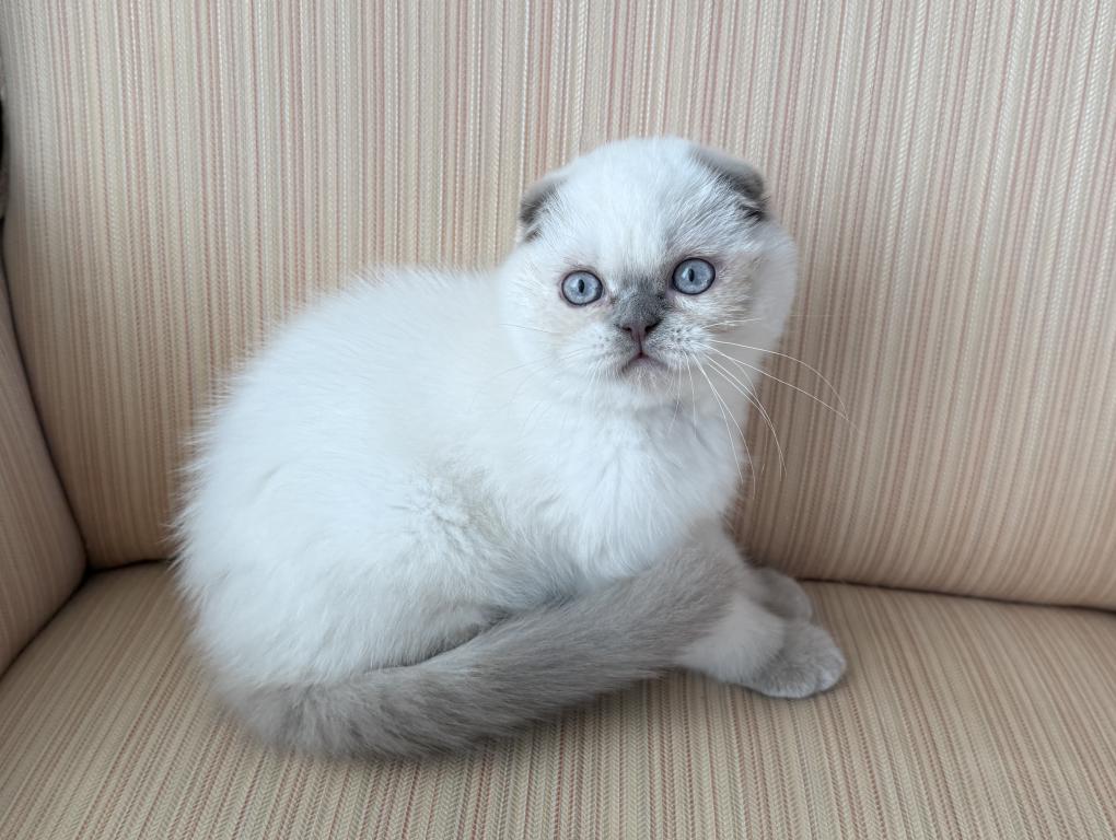 Scottish Fold Color Point Male photo 5
