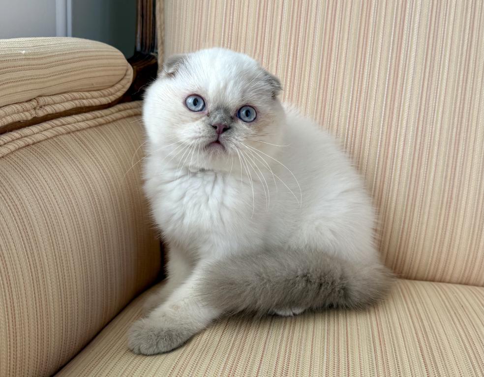 Scottish Fold Color Point Male photo 1