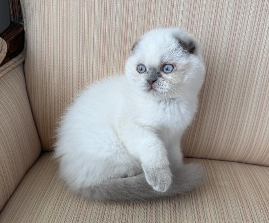 Scottish Fold Color Point Male photo 4