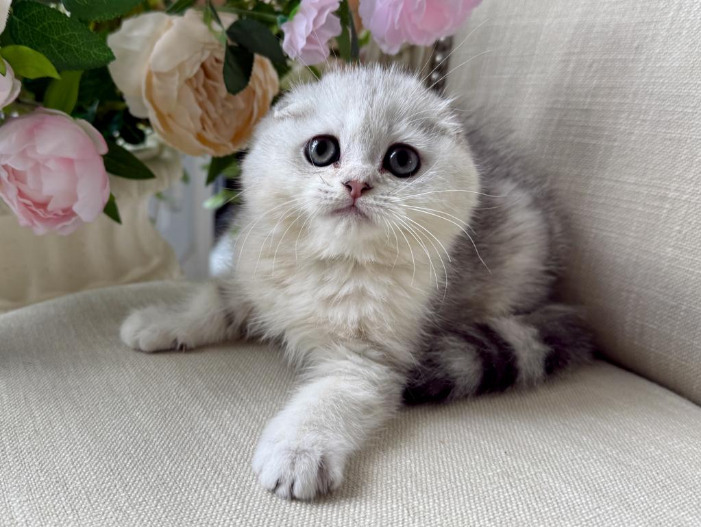 Scottish Fold Silver Male photo 3