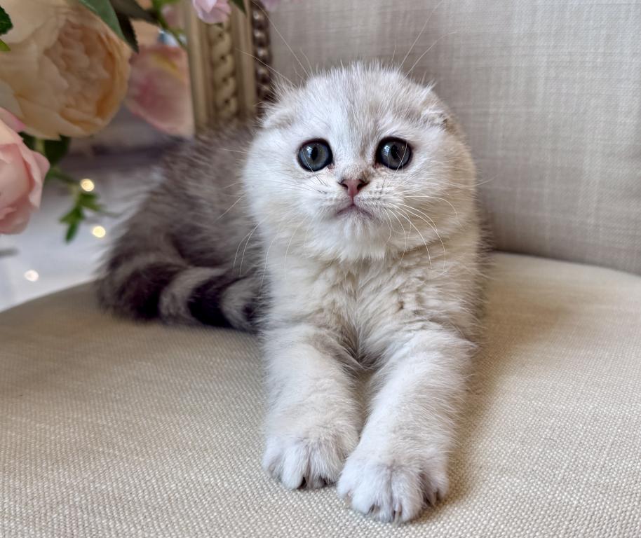 Scottish Fold Silver Male photo 4