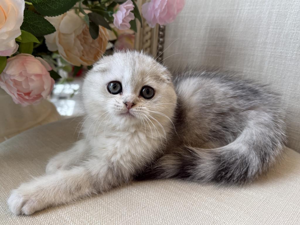 Scottish Fold Silver Male photo 1