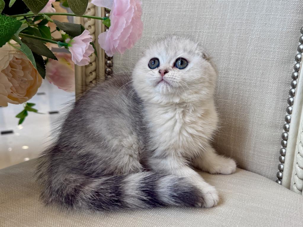 Scottish Fold Silver Male photo 2