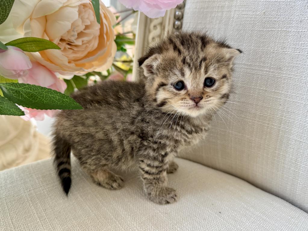 Scottish Fold Golden Tabby Male photo 3