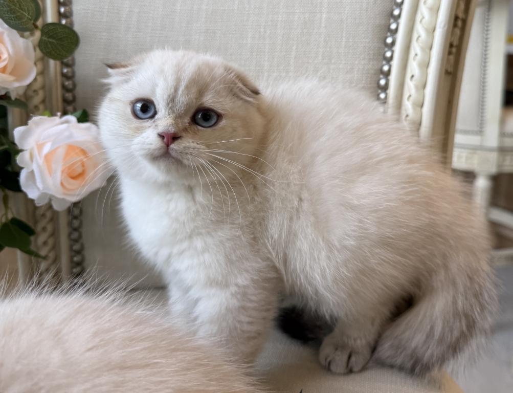 Scottish Fold Seal Point Brothers photo 9