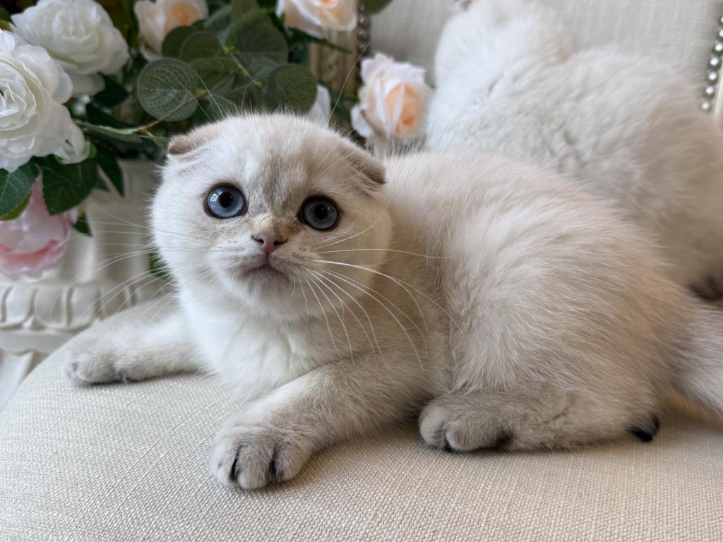 Scottish Fold Seal Point Brothers photo 8