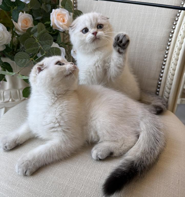 Scottish Fold Seal Point Brothers photo 6