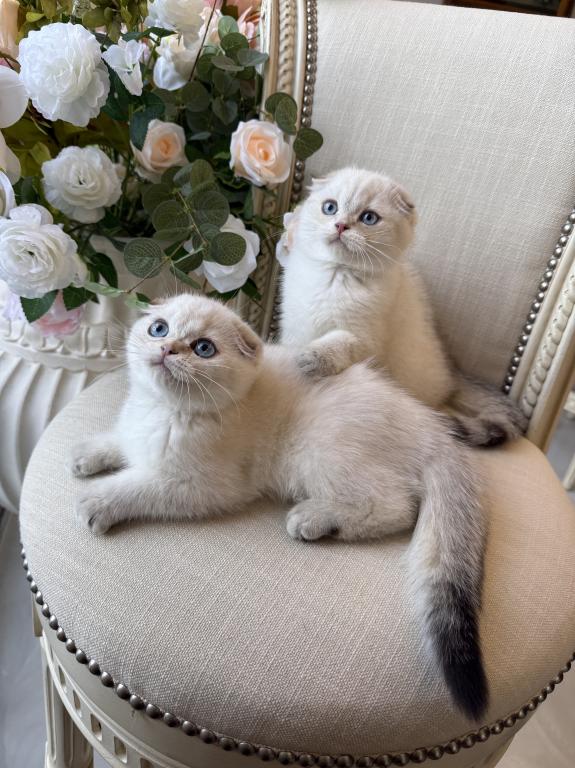 Scottish Fold Seal Point Brothers photo 4