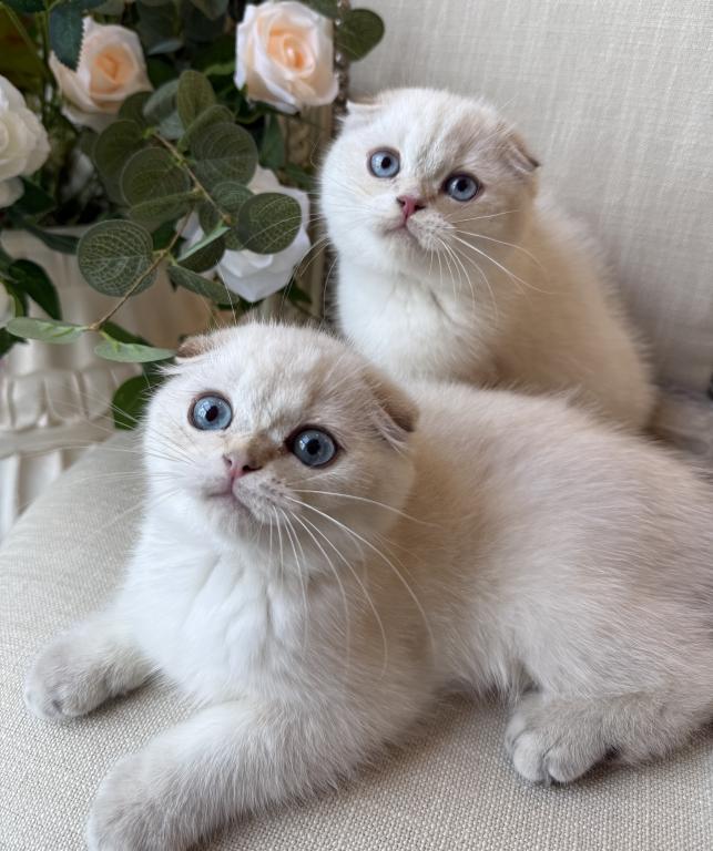 Scottish Fold Seal Point Brothers photo 3