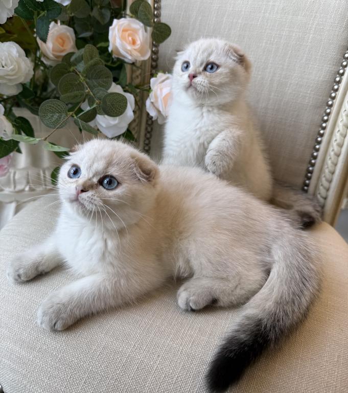 Scottish Fold Seal Point Brothers photo 5