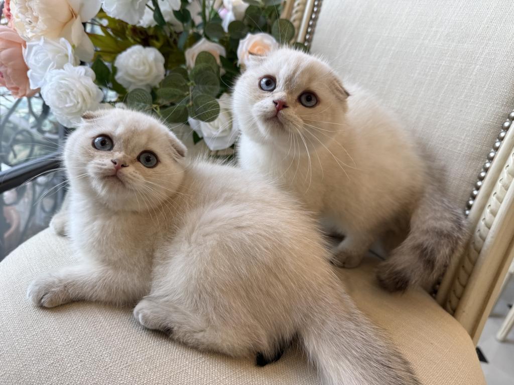 Scottish Fold Seal Point Brothers photo 1