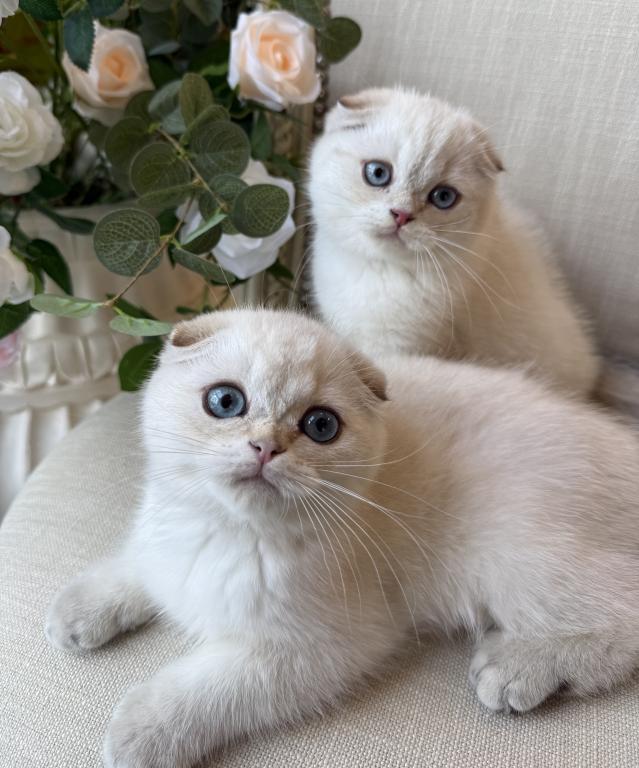 Scottish Fold Seal Point Brothers photo 2