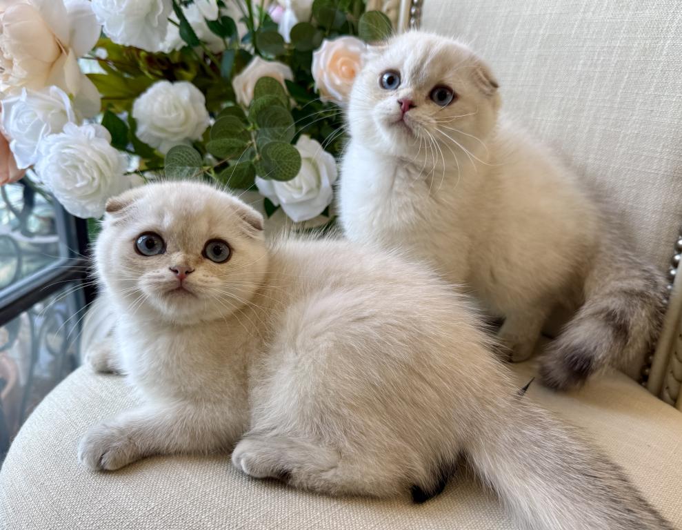 Scottish Fold Seal Point Brothers photo 7