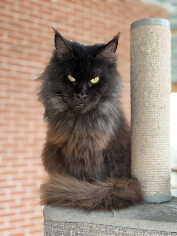 Adoption Pandora Retired Female Polydactyl photo 1