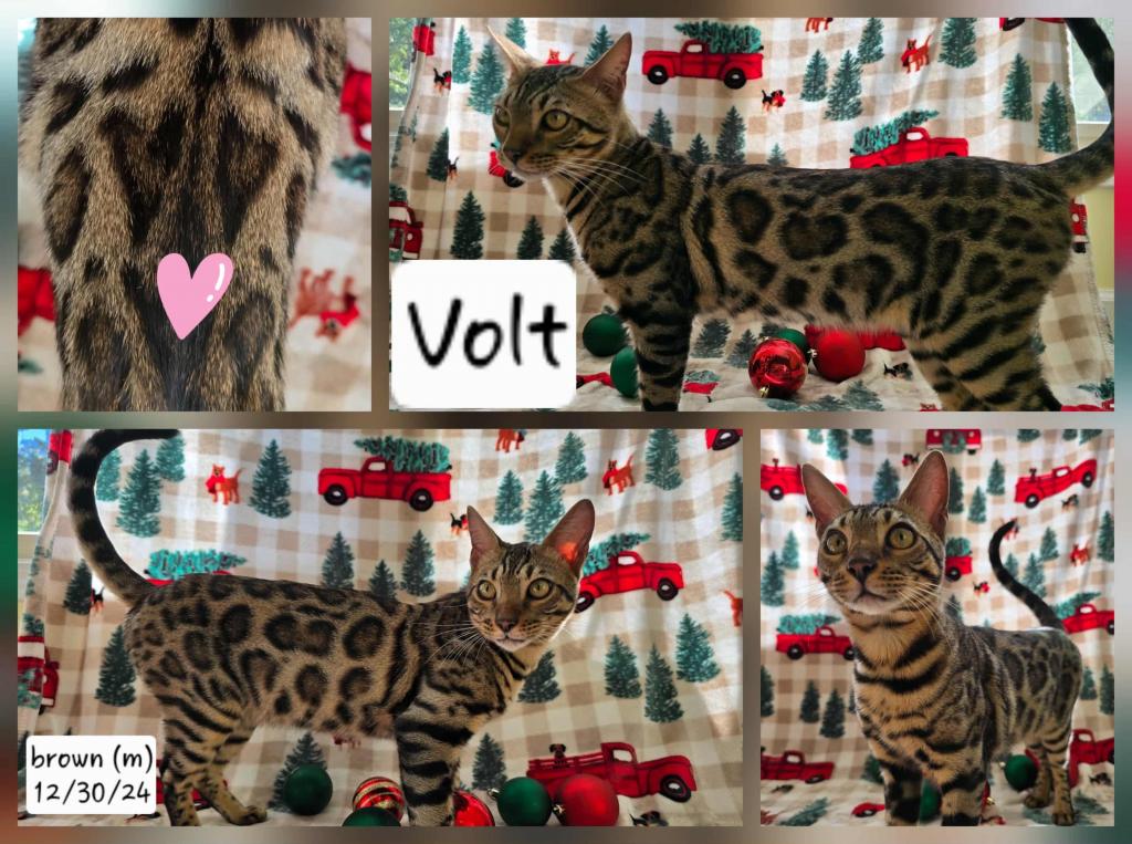 Volt photo 3