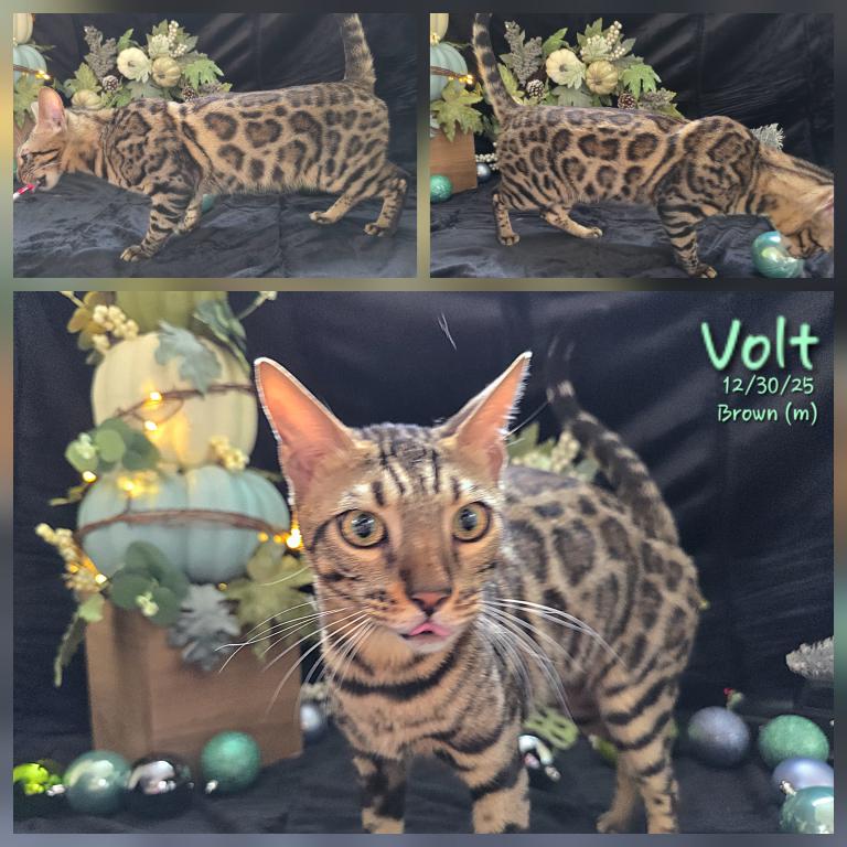Volt photo 2