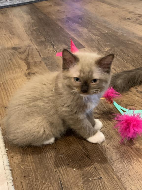 Seal Mink Female Mitted 1 photo 1