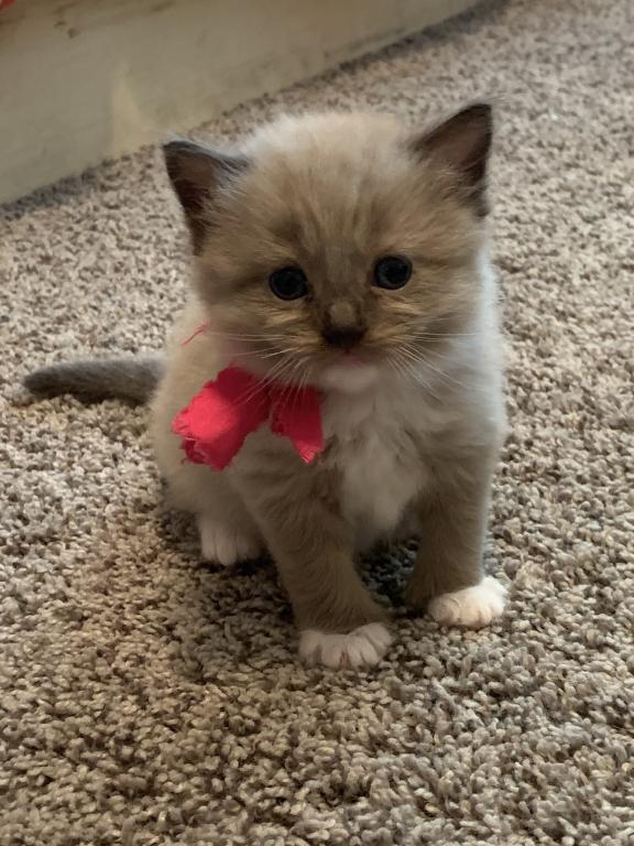 Seal Mink Female Mitted 1 photo 3
