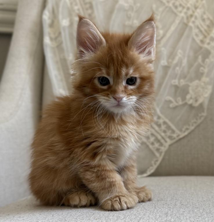 Hailey Of Kingdom Of Northumbria photo 111