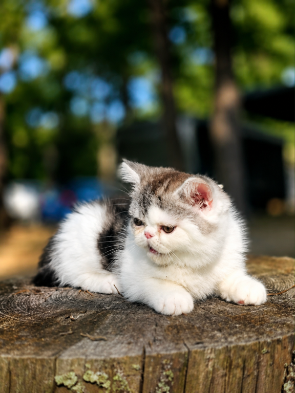 Camies Silver Tabby Boy photo 2