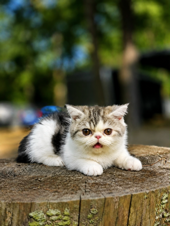 Camies Silver Tabby Boy photo 3