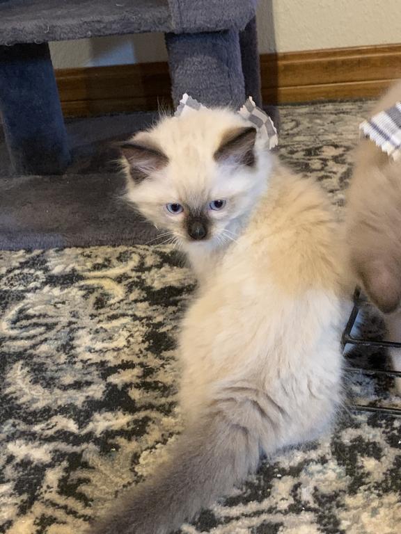 Seal Point Mitted 1 photo 3