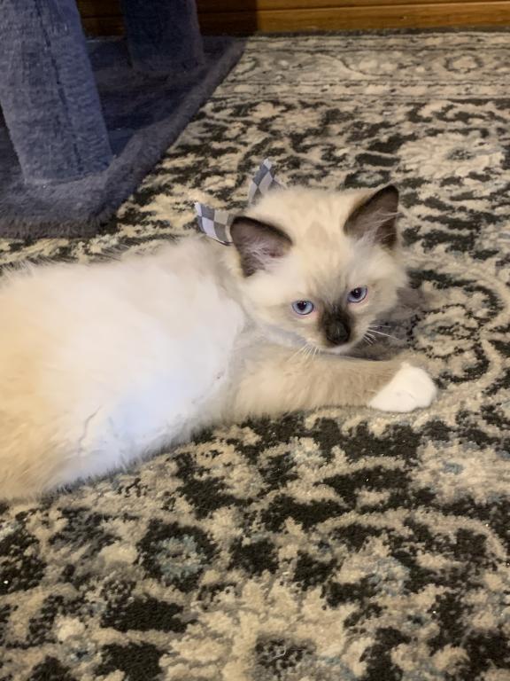 Seal Point Mitted 1 photo 5