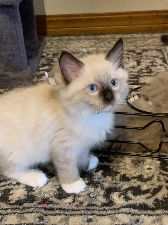 Seal Point Mitted 1 photo 2